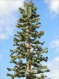 Image for One more pine tree -- Carmichael California