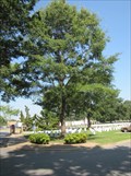 Image for Little Rock National Cemetery Bicentennial Tree - Little Rock, Arkansas