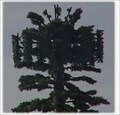Image for A Gap  Tower Tree