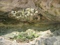 Image for The Caves - Nassau, Bahamas