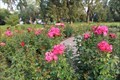 Image for Henderson Park Rose Garden - Lethbridge, Alberta