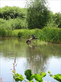 Image for Bird Nature Reserve, Severn Pond, Welshpool, Powys, Wales, UK