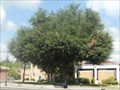 Image for POW/MIA Freedom Tree Memorial - Live Oak, FL
