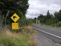 Image for Kiwis Cross Here, Tongariro National Park. North Is. New Zealand.