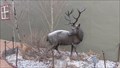 Image for Elk Herd - Philipsburg, MT