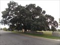 Image for Cork Tree, Tenterfield, NSW