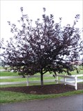 Image for James A. Richards Tree - Hilliard, Ohio