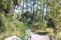 Image for Corkscrew Swamp Sanctuary - Naples, Florida USA