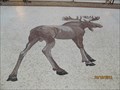 Image for Bull Moose - Museum Of Nature, Ottawa