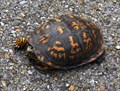 Image for Eastern box turtle - Chickamauga National Battlefield park