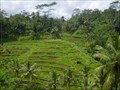 Image for Bali rice fields - Tegallalang, Kabupaten Gianyar, Bali, Indonesia