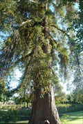 Image for Sequioa Sempervirens 'Pendula' Weeping Redwood - Rotorua, Bay of Plenty, New Zealand