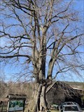 Image for THE OLDEST and THE LARGEST Elm in the Czech Republic in Czech republic, Bukovec