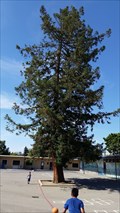 Image for Redwood Tree - San Jose, CA