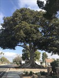 Image for Founder's Park Tree - Anaheim, CA