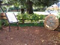 Image for Briones Park Tree Display - Palo Alto, CA
