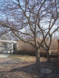 Image for Crabapples - Matthai Botanical Gardens - Ann Arbor, MI