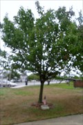 Image for Peace Tree  -  Point Pleasant, NJ, USA