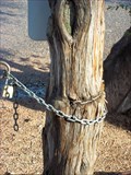 Image for Chain Eating Tree - Payson, Arizona