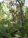 Image for Timucuan Preserve Trail Tree - Jacksonville, FL