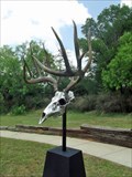 Image for Deer Skull - Bastrop, TX
