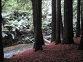 Image for Californian Redwoods - Otway Ranges Victoria
