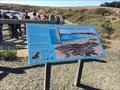 Image for FIRST -- Government to Protect Elephant Seals - San Simeon, CA