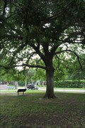 Image for George Washington Tree -- Veteran's Memorial Park, Fort Worth TX