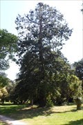 Image for Sequoia Sempervirens - Malmsbury , Vic, Australia