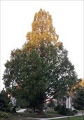 Image for Dawn Redwood - Lawrence Park, PA