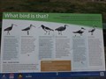 Image for What Bird is That, Swansea, NSW, Australia