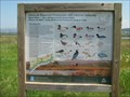 Image for Birds of the estuary of Minho - Galicia, Spain