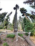 Image for Waldo Tree at Island Lake - Klamath County, OR
