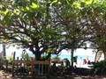 Image for Shoe Tree - Waimea Beach, Oahu, HI