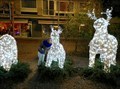 Image for Reindeer X-mas- Knokke (B)