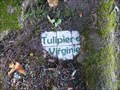 Image for Tulipier de Virginie, Tréguier, Bretagne - France