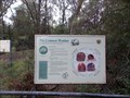 Image for The Common Wombat - Bulldozer of the Night, Fitzroy Falls, NSW