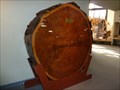 Image for Tree Ring Display - New Mexico Museum of Natural History - Albuquerque, NM