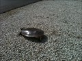 Image for Bayshore Drive Turtle - Syracuse, IN