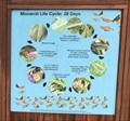 Image for Monarch Life Cycle: 28 Days - Newark, DE