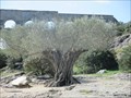 Image for Old Olive Tree near Pont du Gard - Remoulins/France