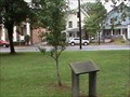 Image for Kendyl Smith Dedicated Tree in Honesdale, PA