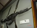 Image for Plesiosaur - London, UK