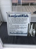 Image for Largest Fish - Ocean City, MD