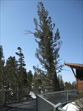 Image for Western White Pine at Malcom's Deck - South Lake Tahoe, CA