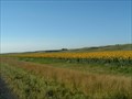Image for Sunflowers - North Dakota