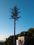 Image for Cell Tower tree - Caminha, Portugal