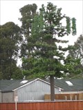 Image for Unknown Tree? Pinole,CA