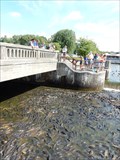 Image for Feed the Carp - Linesville Spillway - Linesville, PA