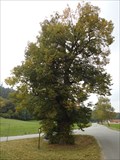 Image for Exceptional Tree - Sloup, Czech Republic